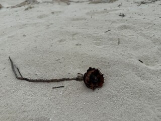 Tranquility in Nature:A single stem on the sand