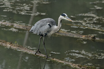 un héron cendré sur un tronc d'arbre 