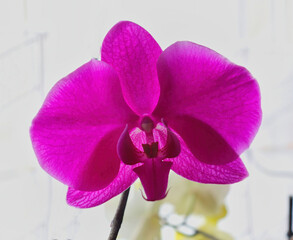 orchidee, pink