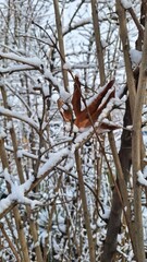 snow on tree