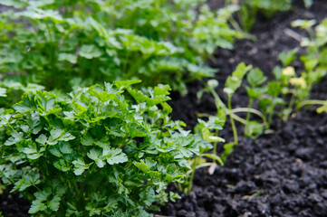 Close-up of fresh parsley greens growing in fertile soil. Young green leaves on a bed, organic growing, gardening and natural products. Blur and selective focus
