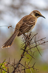 Tier- und Vogelwelten auf den Galapagos Inseln