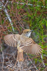 Tier- und Vogelwelten auf den Galapagos Inseln