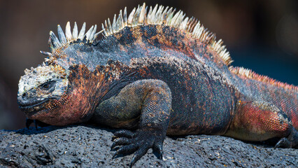 Tier- und Vogelwelten auf den Galapagos Inseln