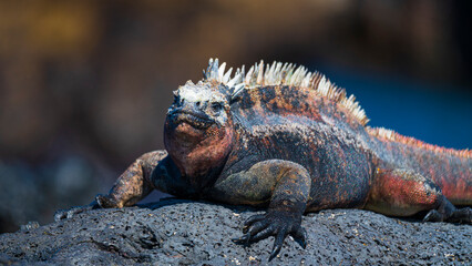 Tier- und Vogelwelten auf den Galapagos Inseln