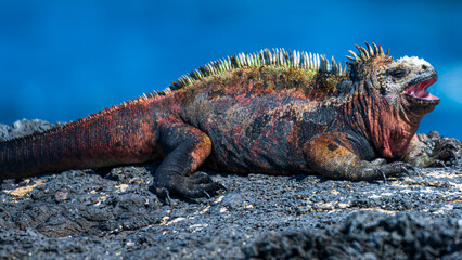 Tier- und Vogelwelten auf den Galapagos Inseln