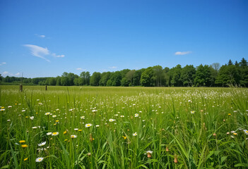 Fototapeta premium The Whispering Meadow
