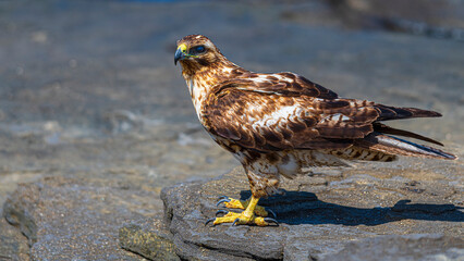 Tier- und Vogelwelten auf den Galapagos Inseln