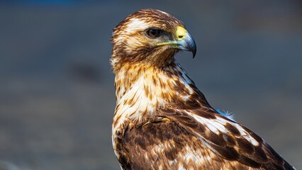 Tier- und Vogelwelten auf den Galapagos Inseln