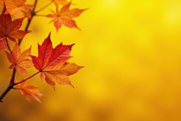 Fototapeta premium Autumn leaves, vibrant yellow and orange hues against sunny yellow backdrop, nature background, wallpaper, vibrant colors