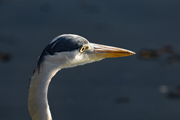 portrait d'un héron cendré 