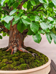 Ancient Bonsai Tree with Lush Green Leaves and Moss in Ceramic Pot