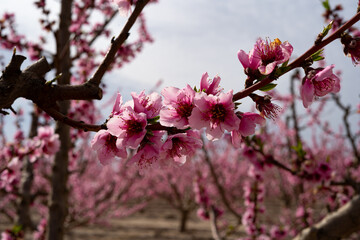 Ramas de melocotonero cubiertas de delicadas flores rosadas y blancas con pétalos iluminados por la luz natural. Cieza, Murcia