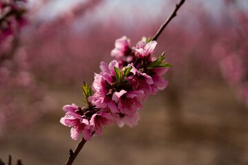 Floración de melocotones en Cieza, Murcia
