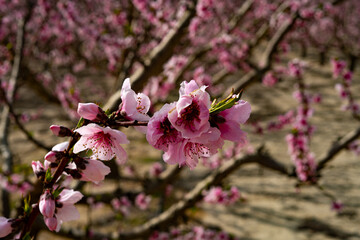 Ramas de melocotonero cubiertas de delicadas flores rosadas y blancas con pétalos iluminados por la luz natural. Cieza, Murcia