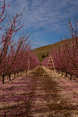 Paisaje primaveral de arboles de melocotones en flor con unas escaleras en medio de camino, Cieza, Murcia