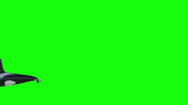isolated killer whale breaching out of the ocean and swimming on greenscreen
orca jump is 3d animation that shows a swimming giant orcas whale jump out the water