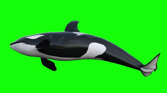 4K animation of orca whale swimming and roll onto their sides.seamless loop of isolated killer whales (orcas orcinus) rolling and continuing the summing
on green screen

