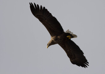 White-tailed eagle