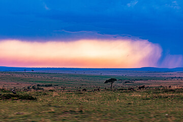 Obraz premium sunset in the mountains Wildlife animals Maasai Mara National Game Reserve Narok County Kenya East Africa