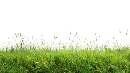 Fototapeta premium Vibrant green grass on a transparent background png format for nature graphics clean white environment