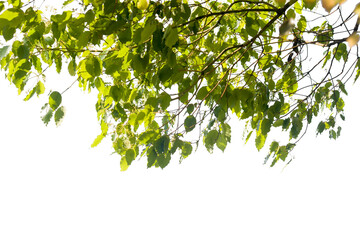Branch leaves or green leaf isolated. Tree leaf frame isolated on white

