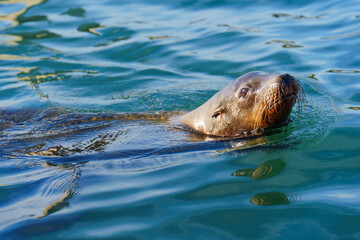 Fototapeta premium Graceful Sea Lion Swimming In Calm Waters Of Oceanside