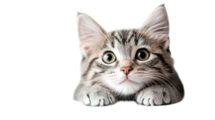 Cute striped kitten lying down with captivating green eyes, ready to pounce playfully at home during daytime