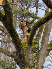 Mossy Hollow Tree in Forest