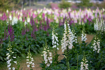 Foxglove flowers in full bloom on the background for spring and summer English country cottage garden for perennial and annual plant usage
