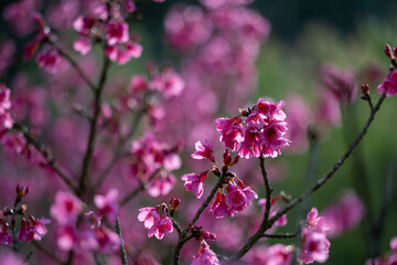 Sakura cherry blossom flower blooming during the spring season