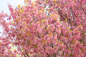 Sakura cherry blossom flower blooming during the spring season