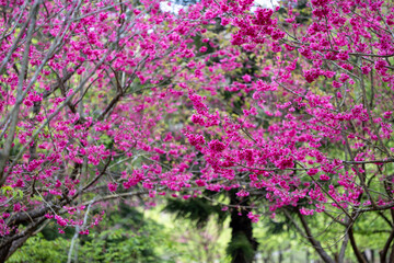 Sakura cherry blossom flower blooming during the spring season