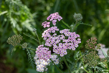 Pink and white yarrow flowers in full bloom on the background for spring and summer English country cottage garden for perennial and annual plants