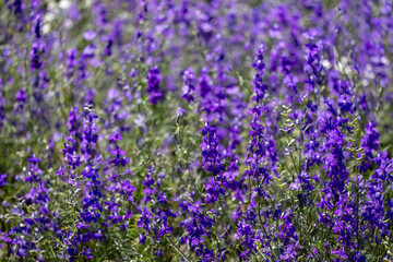 Fototapeta premium Larkspur flower meadow in full bloom on the background for spring and summer English country cottage garden for perennial and annual plants