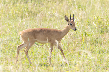 Small african antelope