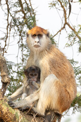 Patas monkey mother with baby
