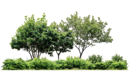 Lush green trees on transparency background png nature scene white space environment calm atmosphere