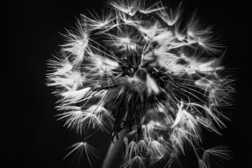 dandelion seed head