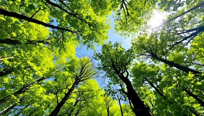 Obraz premium Towering forest canopy, vibrant green leaves, sunlight filtering through trees, upward perspective