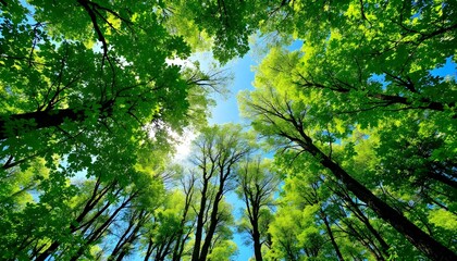 Fototapeta premium Towering forest canopy, vibrant green leaves, sunlight filtering through trees, upward perspective