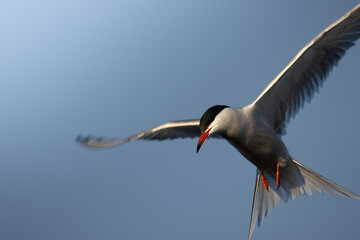 bird in flight