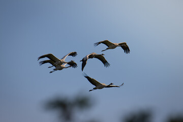 cranes in flight