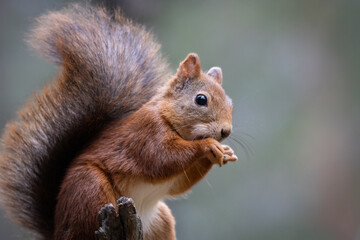 squirrel eating nut