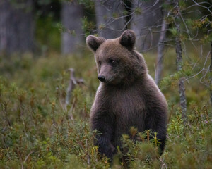 brown bear cub © Jesper