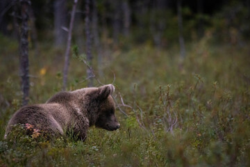 bearcub in the forest