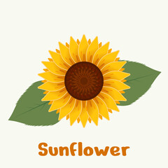 Fresh yellow sunflowers with green leaves isolated on white background. Sunflower sticker. All layered and grouped. Vector.