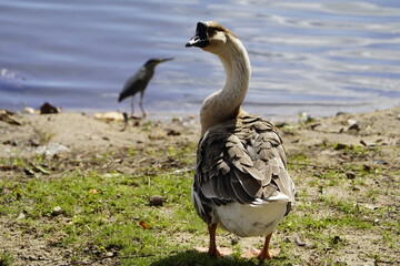 The swan goose (Anser cygnoides) is a large goose with a natural breeding range in inland Mongolia, Northeast China, and the Russian Far East. Lago Jacarey, Fortaleza, Brazil.
