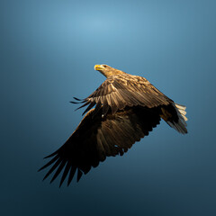 eagle in flight