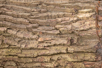 Hintergrund Baumrinde